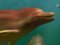 3D Dophins 