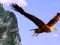 3DMajestic Eagles 