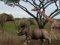 3D Serengeti Plain 