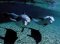 Dolphins & Whales 