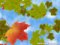 Fall Of the Leaves