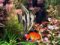 Fantastic 3D Fish Aquarium 