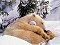 Polar Bears Central Screensaver