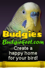 Parakeet Cages and Care