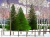 Winter Dreams